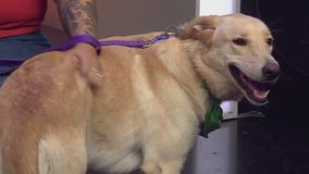 Slim Sadie at Pflugerville Animal Welfare Services