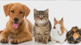 More and more going into debt to take care of pets