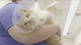 Pet of the Weekend | Meet Hansel