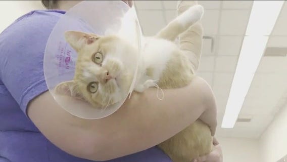 Pet of the Weekend | Meet Hansel