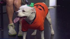 Austin Animal Center introduces Anya