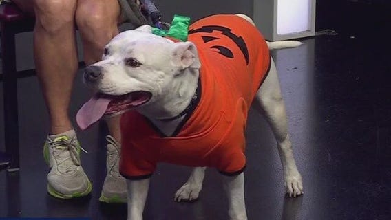 Austin Animal Center introduces Anya