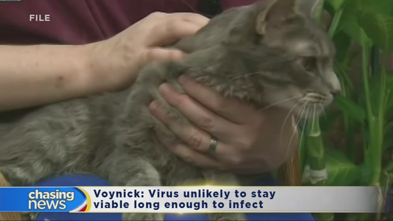 COVID-19 in pet cats raises questions