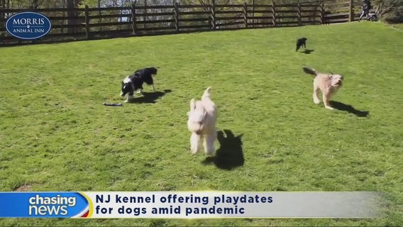 Playdates for doggies