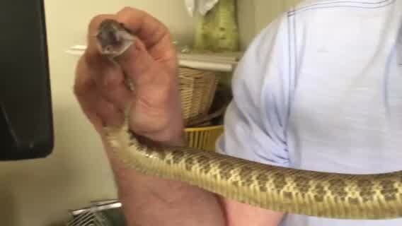 Caution urged in East Bay parks following rattlesnake bite