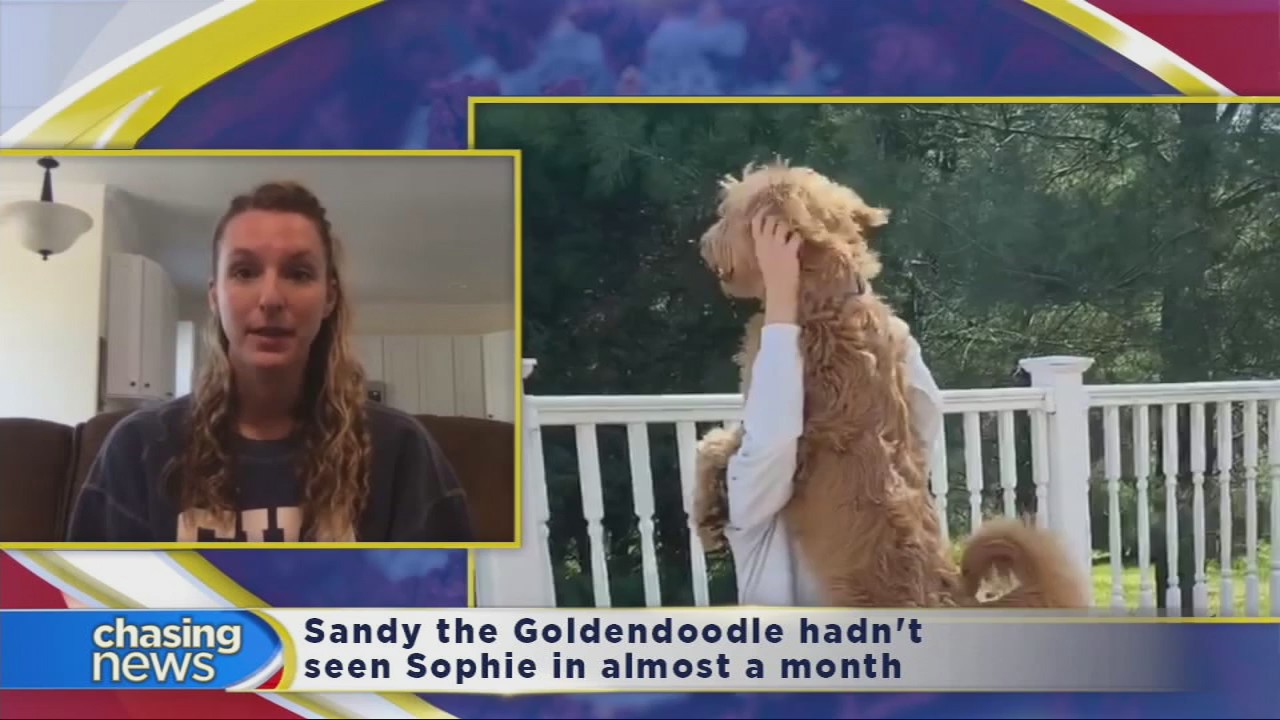 NJ nurse gets amazing welcome from family dog