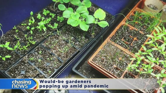 Tips for successfully growing a culinary garden