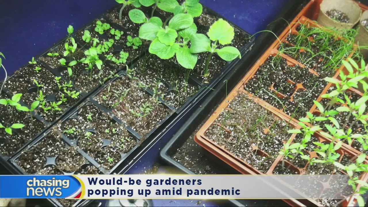 Tips for successfully growing a culinary garden