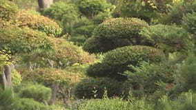 BAY AREA PEOPLE Hayward Japanese Gardens
