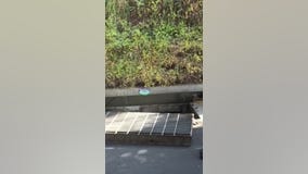 Fawn rescued from Belmont storm drain