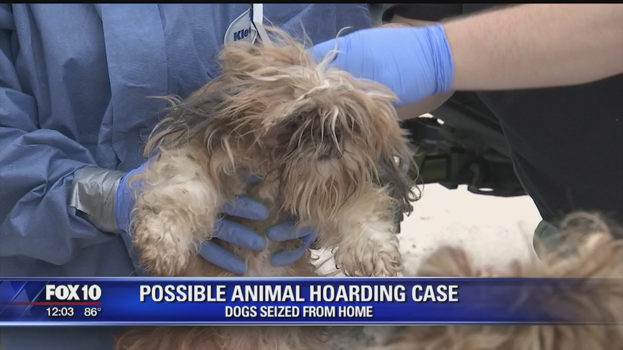 MCSO seizes over 30 dogs in Youngtown | FOX 10 Phoenix