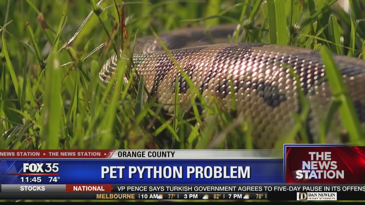 2 ball pythons found in Orlando area in as many days
