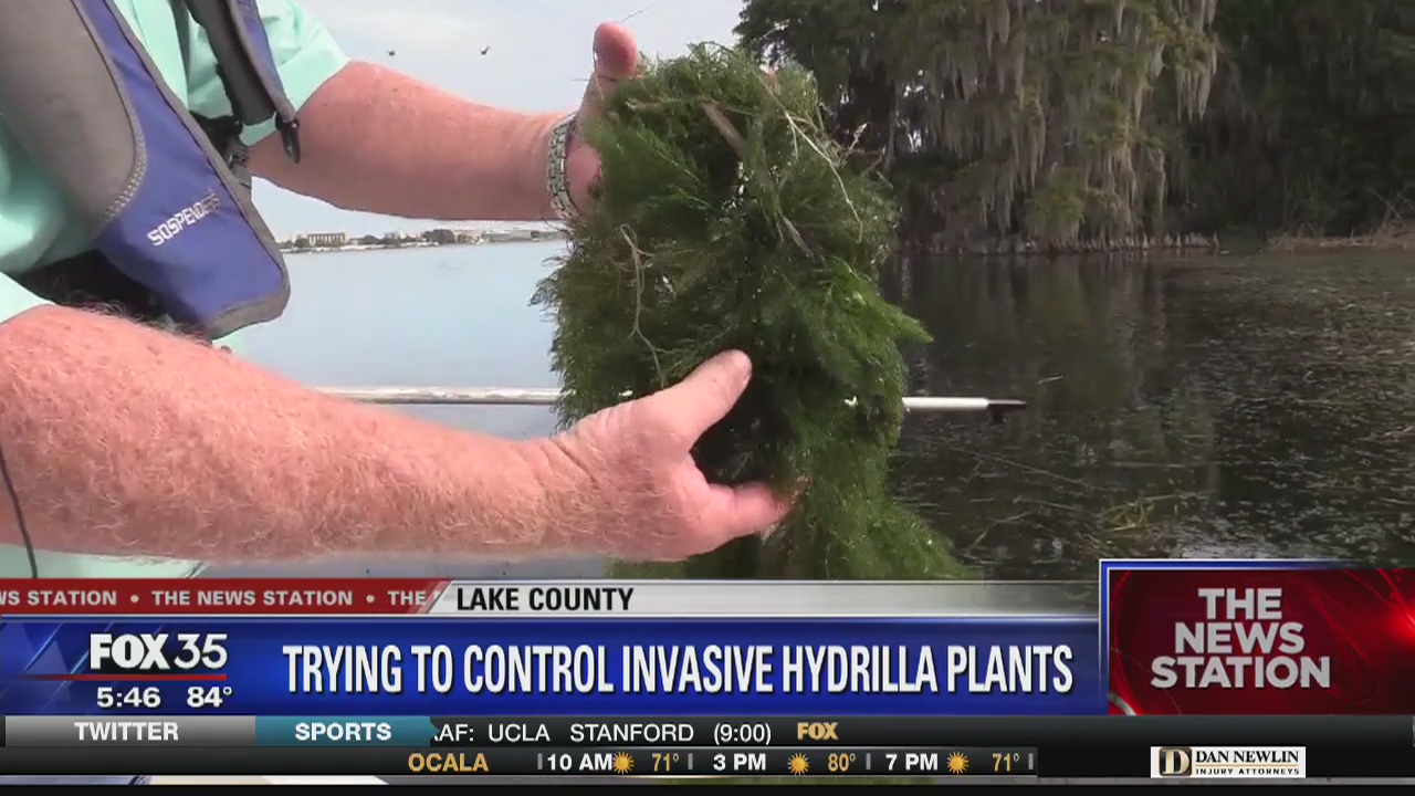 State trying to control invasive hydrilla plants