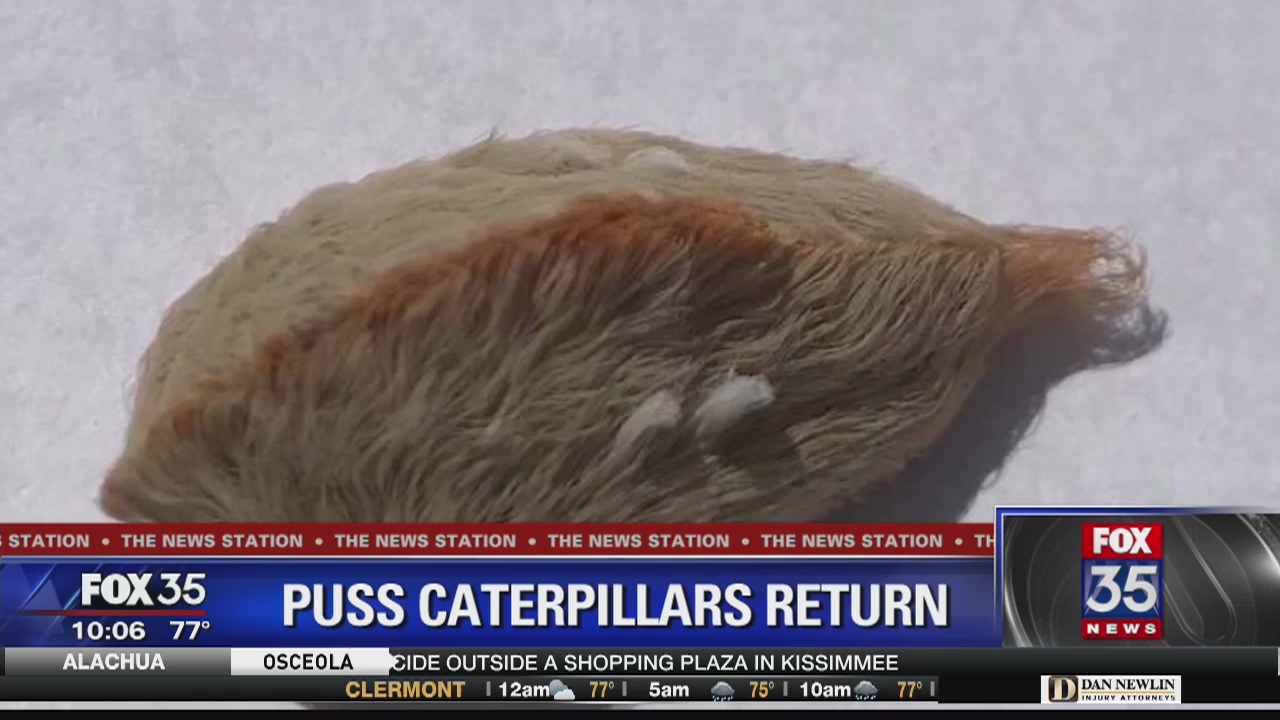 Venomous puss caterpillars return to Florida