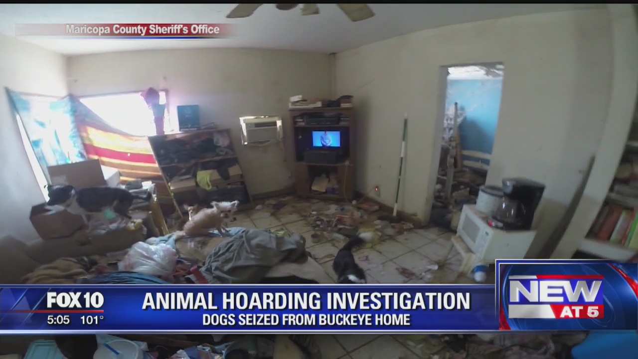 13 dogs seized from Buckeye home