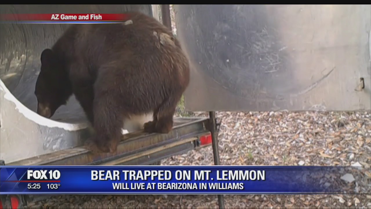 Baby bear gets too close for comfort on Mt. Lemmon