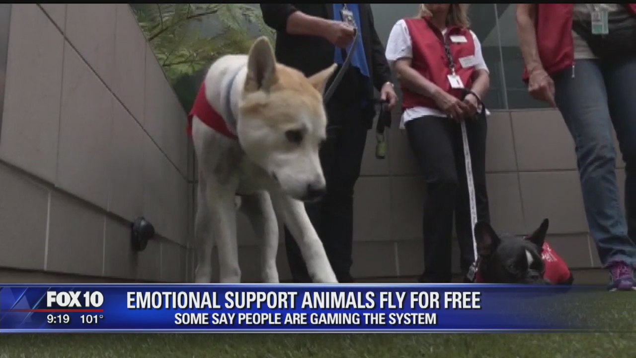 Emotional support animals fly for free