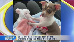 Family adopts puppy connected to NJ puppy mill