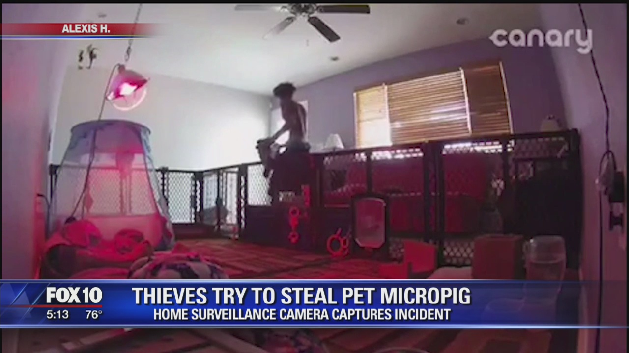 Thieves try to steal pet micro-pig from Valley home