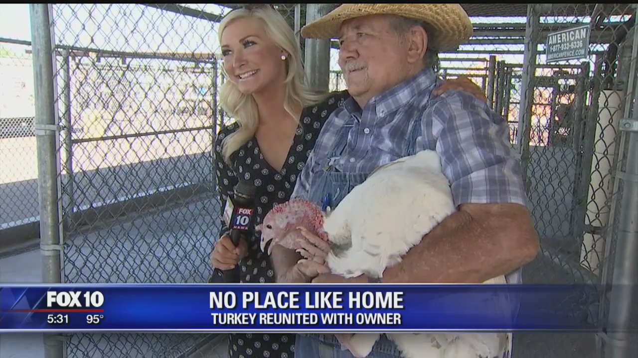 Lost Valley turkey reunited with its owner
