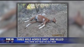 Salt River horses shot, 1 killed