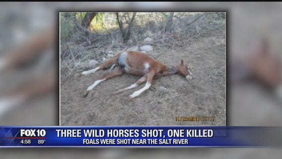 Salt River horses shot, 1 killed