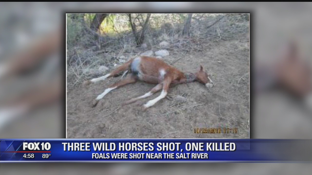 Salt River horses shot, 1 killed