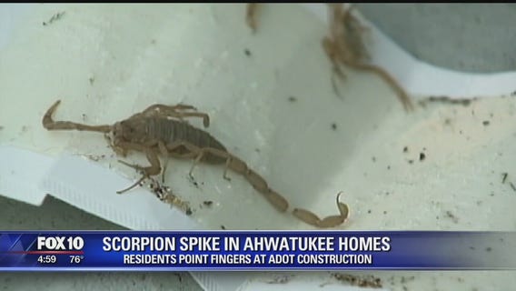 Scorpion problem for one Valley neighborhood
