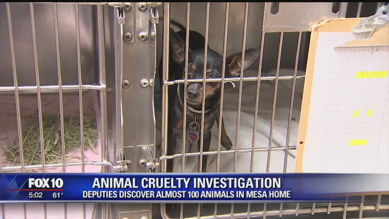 Animals found in Mesa being nursed back to health
