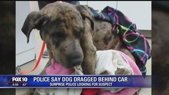 Injured dog found with rope tied around neck