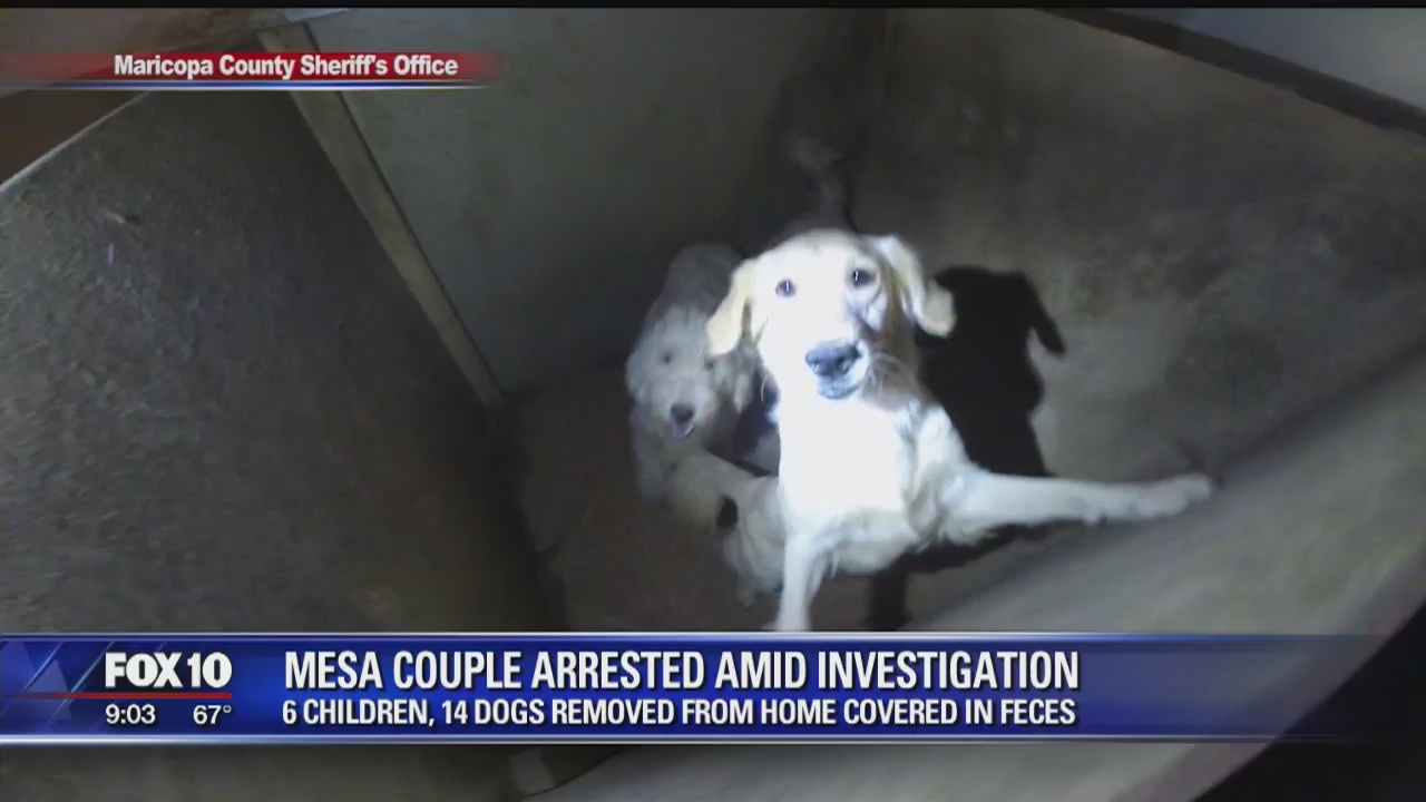 6 kids, 14 dogs removed from east valley home