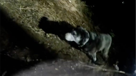 San Francisco police release body-camera footage of dog rescue