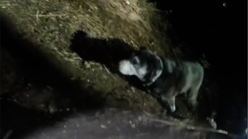 San Francisco police release body-camera footage of dog rescue
