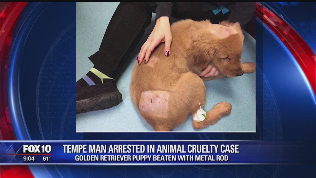 Tempe man accused of beating puppy with metal rod