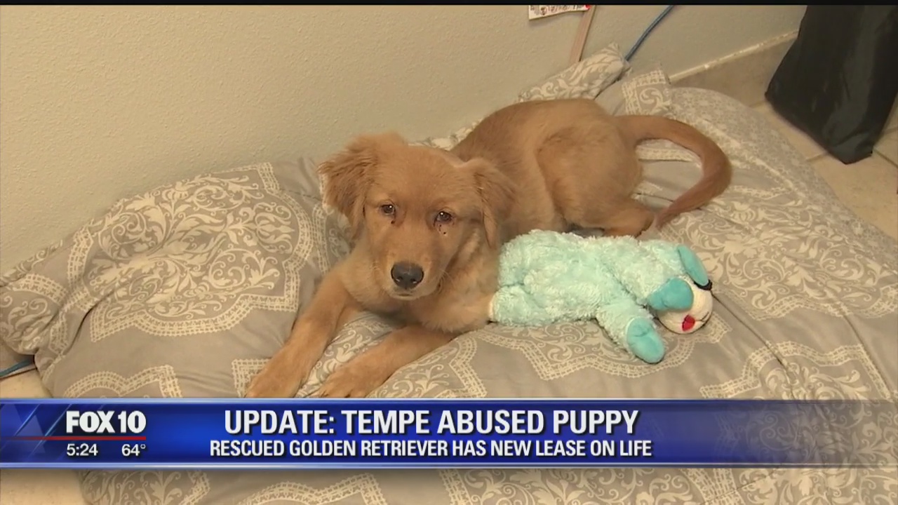 Abused Golden Retriever puppy recovering at Humane Society