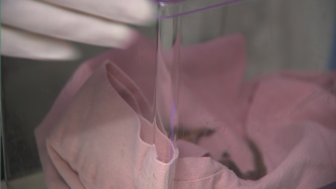 WildCare in San Rafael nursing baby eastern fox squirrels