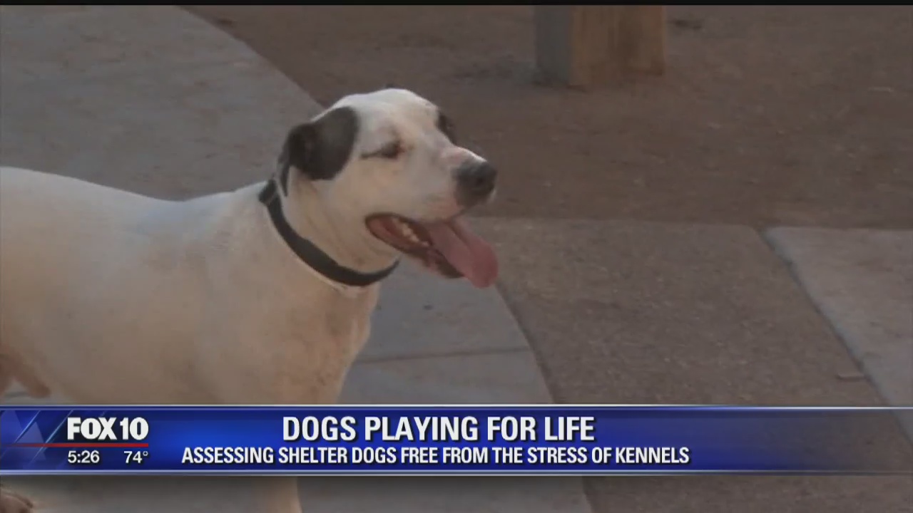 New program for Maricopa County shelter dogs | FOX 10 Phoenix