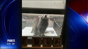 Raccoons of Manhattan getting more aggressive