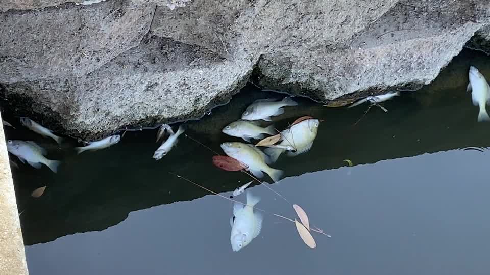 Several dead fish seen at Newark Lake