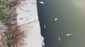 Several dead fish seen at Newark Lake