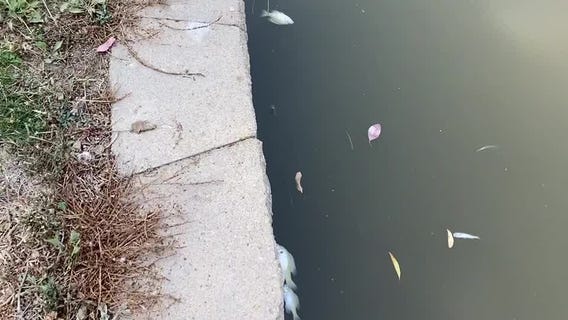 Several dead fish seen at Newark Lake