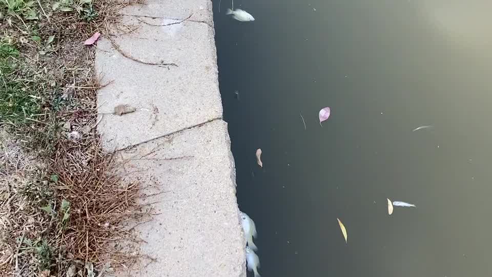 Several dead fish seen at Newark Lake