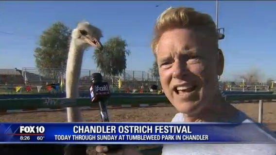 Cory's Corner: Chandler Ostrich Festival