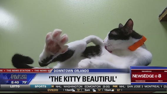 The Kitty Beautiful Cafe open November 1