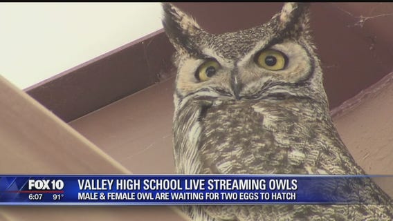 Two horned owls nested at valley HS, live cam set up for the world to watch