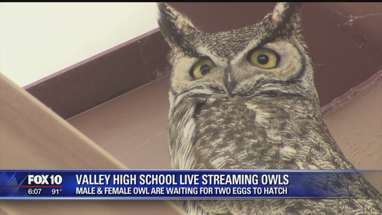 Two horned owls nested at valley HS, live cam set up for the world to watch
