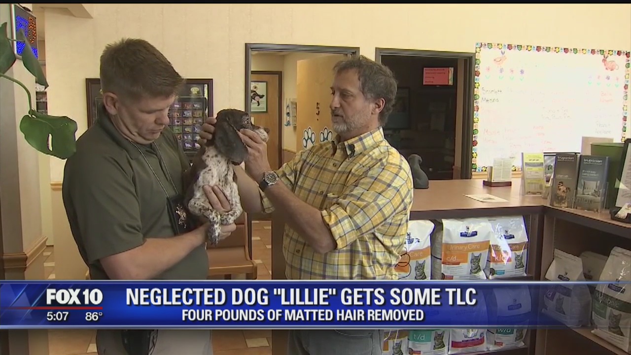 Neglected Cocker Spaniel found at Queen Creek home