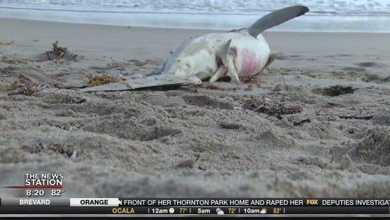 Dead shark, stingray wash ashore