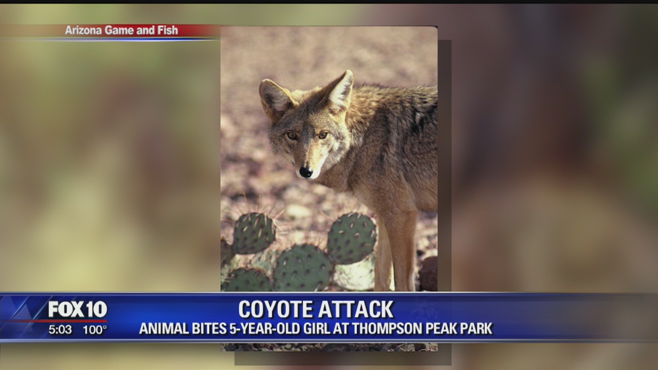 Girl gets rabies shot after being bitten by coyote at Scottsdale park