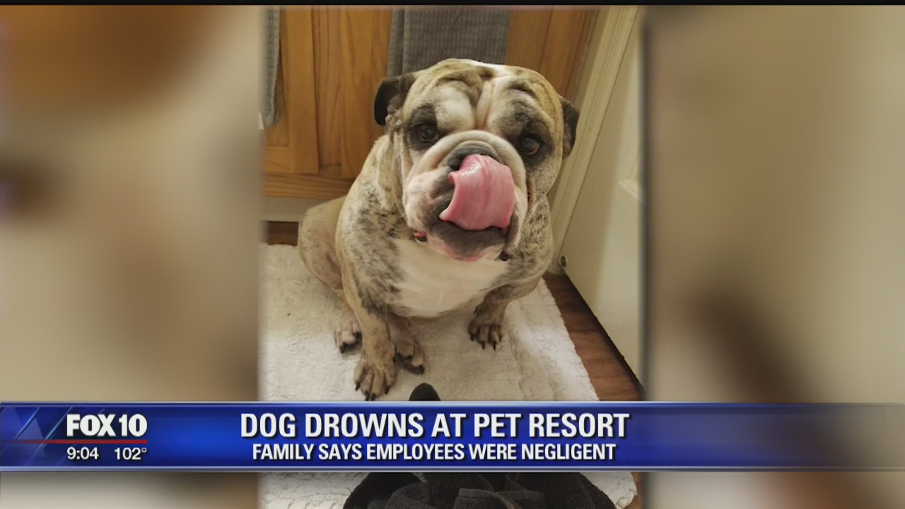 Couple in mourning after their pet bulldog drowns at a Scottsdale pet resort